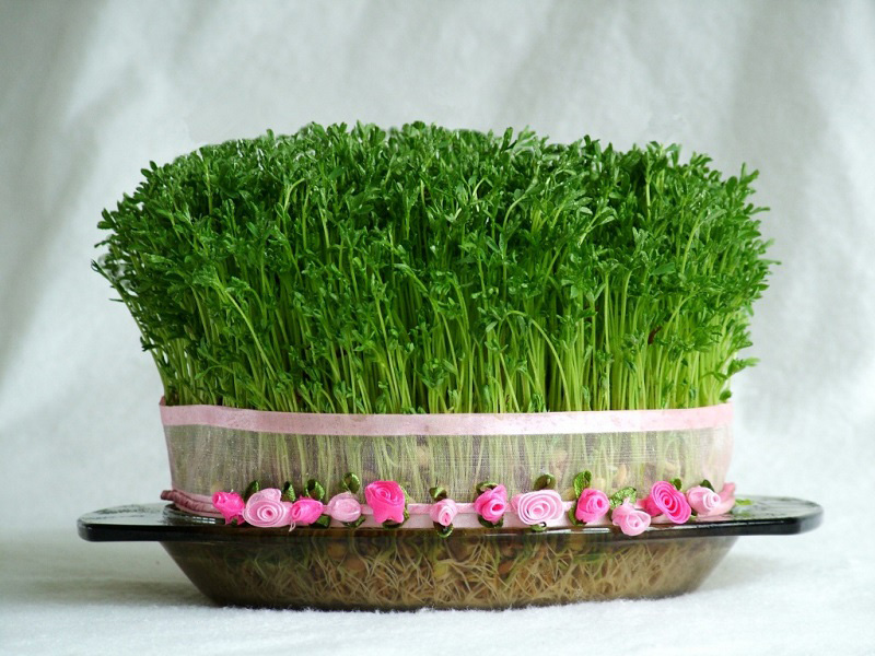 planting-grass-nowruz