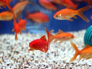 چگونه ماهی قرمز سالم را از غیر سالم تشخیص دهیم؟