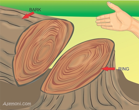تعیین سن درخت