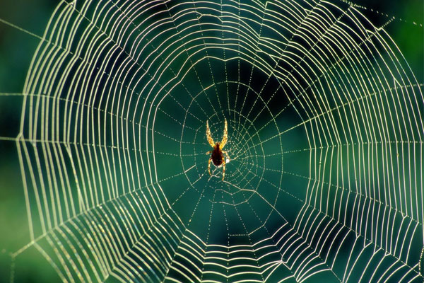 The story of the spider