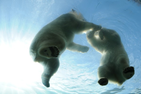 polar-bear3