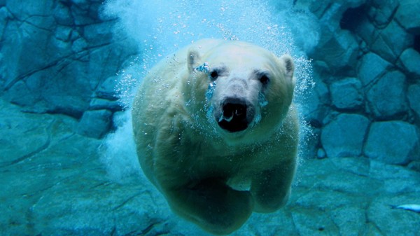 polar-bear4