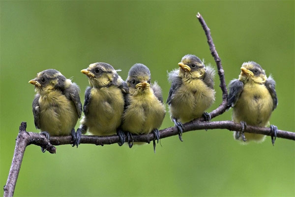 علت جالب استفاده گنجشک ها از ته سیگار