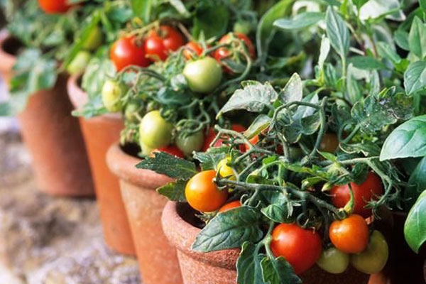 روش کاشت گوجه فرنگی در خانه