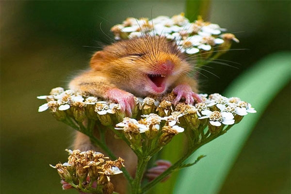 خندان ترین حیوانات جهان!