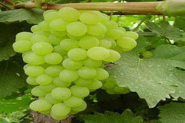 به جای قرص اعصاب این میوه را بخورید