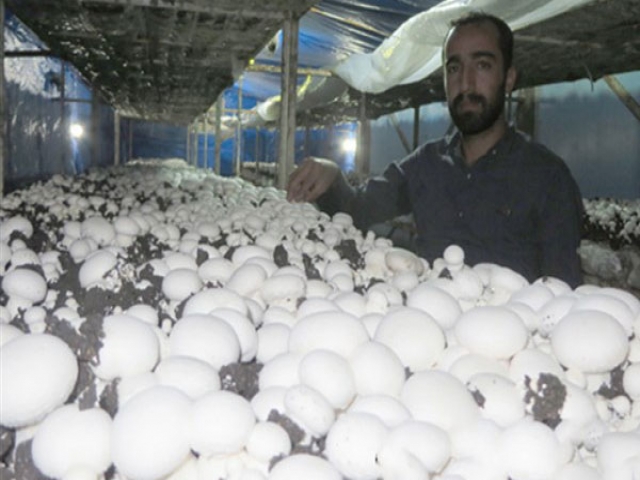 پوزخند قیمت قارچ اشک تولیدکنندگان را در آورد