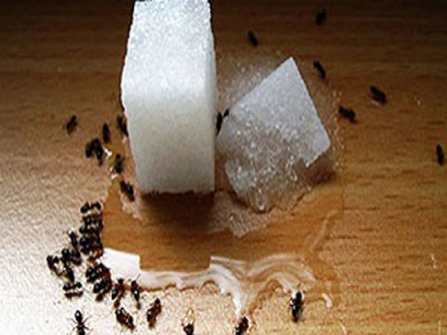 به کمک این ماده مورچه‌ها را از خانه‌تان فراری دهید