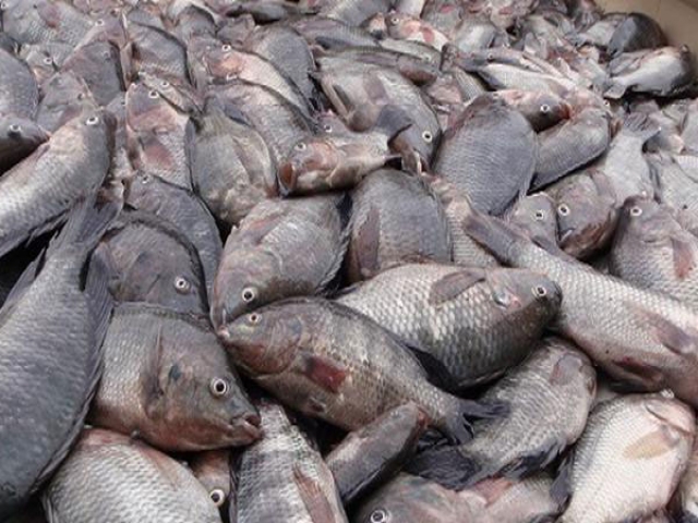 این ماهی وارداتی غیرمجاز و سمی را مصرف نکنید این ماهی وارداتی غیرمجاز و سمی را مصرف نکنید