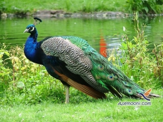 زندگی طاووس