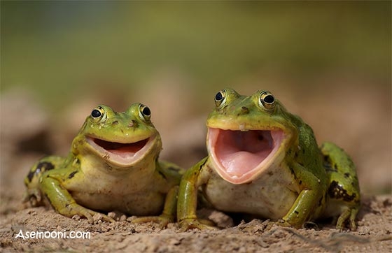 ویژگی و فرق قورباغه و وزغ