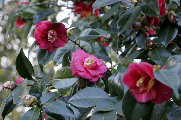 Camellia japonica (2)