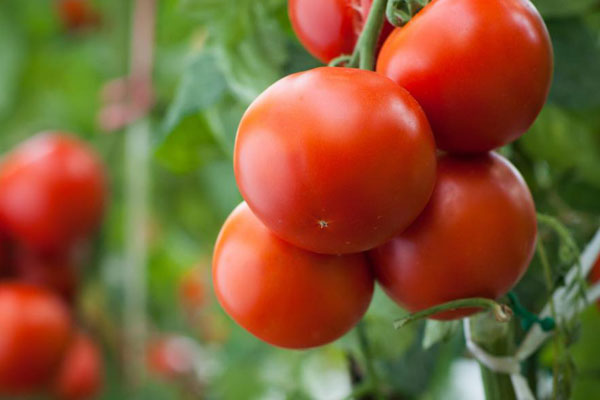 Planting-tomatoes-derkhanh2