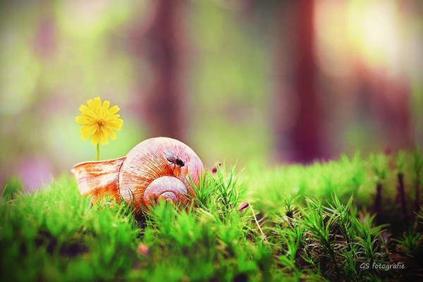 The snail(12)