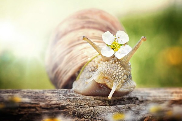 The snail(3)