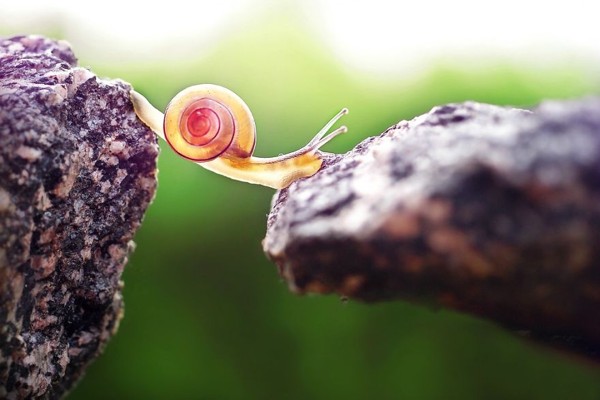 The snail(6)