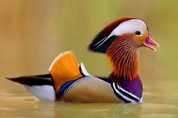 10 پرنده زیبای جهان