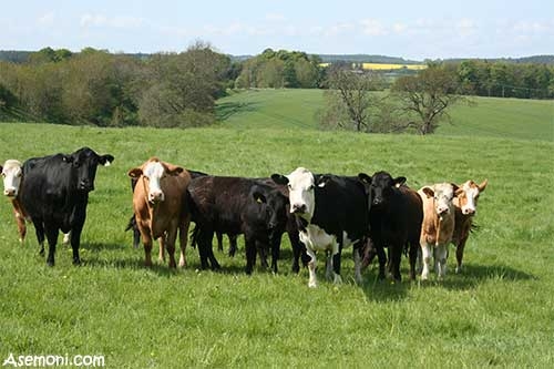 تفاوت دامداری صنعتی و سنتی