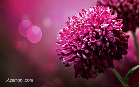 تصاویری از گل های زیبا