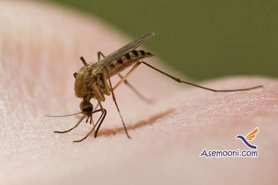 پشه ها روزها کجا می روند!