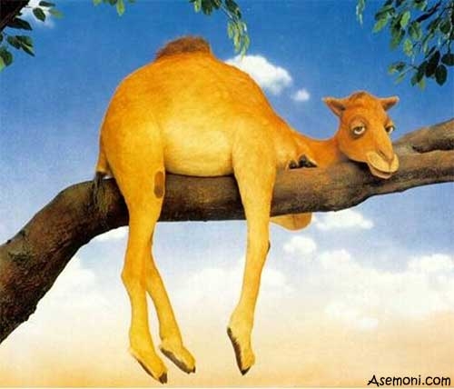ضرب المثل شتر در خواب بیند پنبه دانه