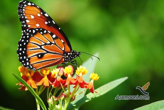 چرخه زندگی کرم ابریشم