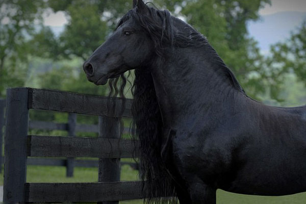The most handsome horse in the world (1)