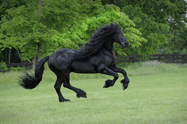 The most handsome horse in the world (3)