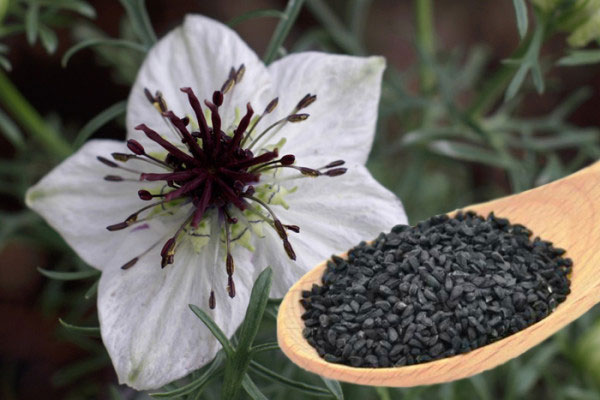 The amazing properties of black seed (1)