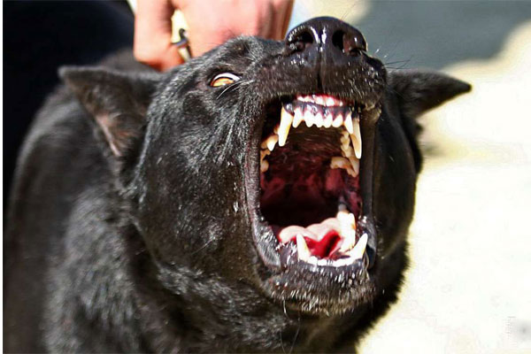 Wild dog attacks on the situation of the Azadi Stadium