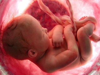 قلب جنین چه زمانی تشکیل می شود؟