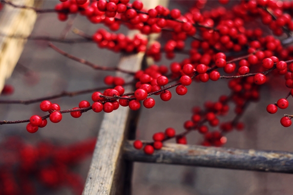 زمان و روش سم پاشی درختان میوه