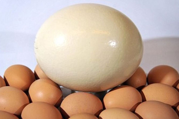 خواص بی نظیر تخم شتر مرغ