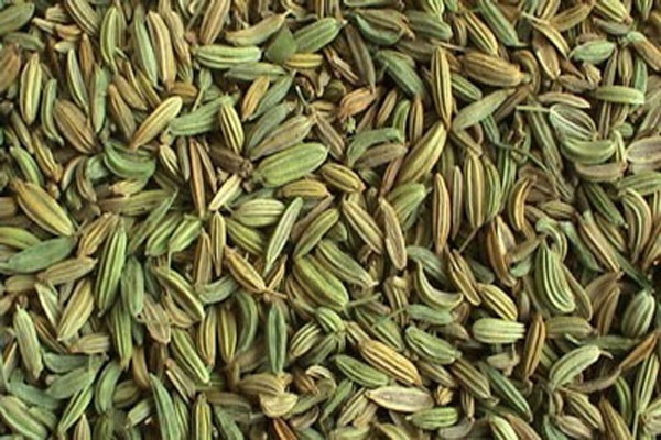 رازیانه داروی گیاهی لاغری