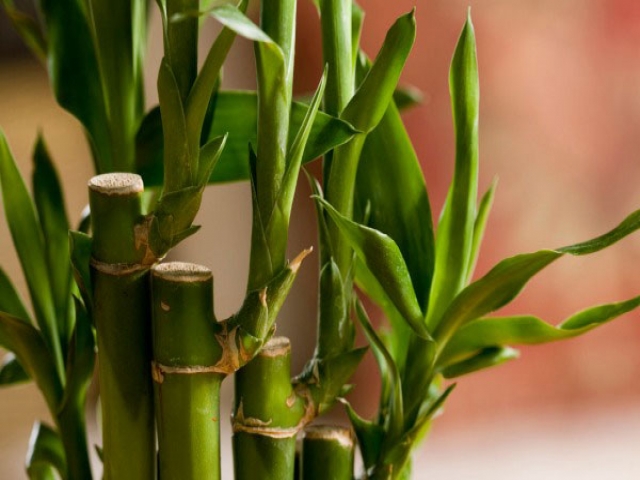 روش نگهداری از گیاه بامبو