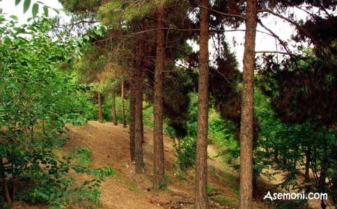 پارک جنگلی خرگوش دره