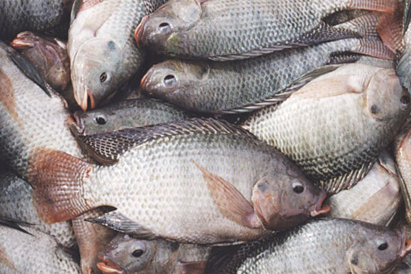 Tilapia imports ax to the root of salmon producers ran