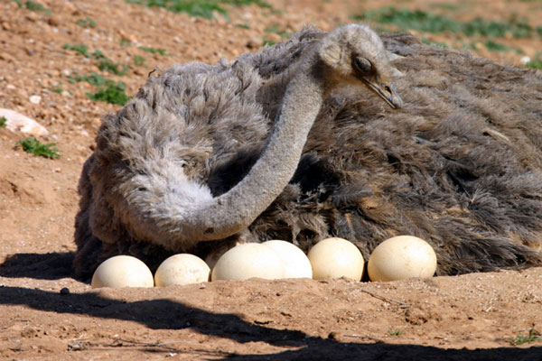 ostrich-egg