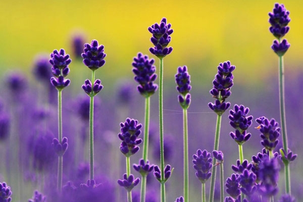 اسطوخودوس آرام بخشی طبیعی و بی نظیر