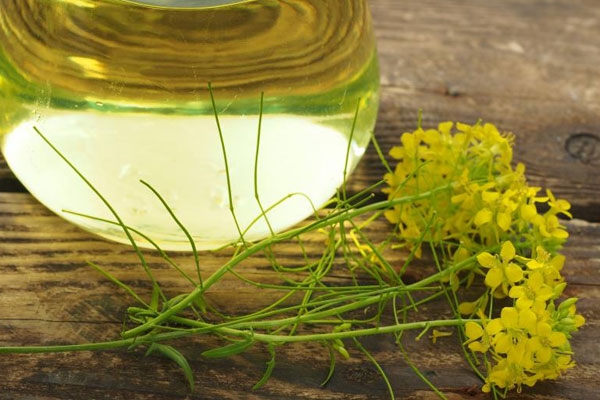 کاربرد های روغن مورچه چیست؟