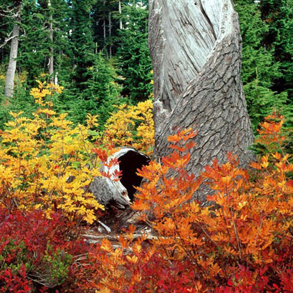autumn-profile-photos-5