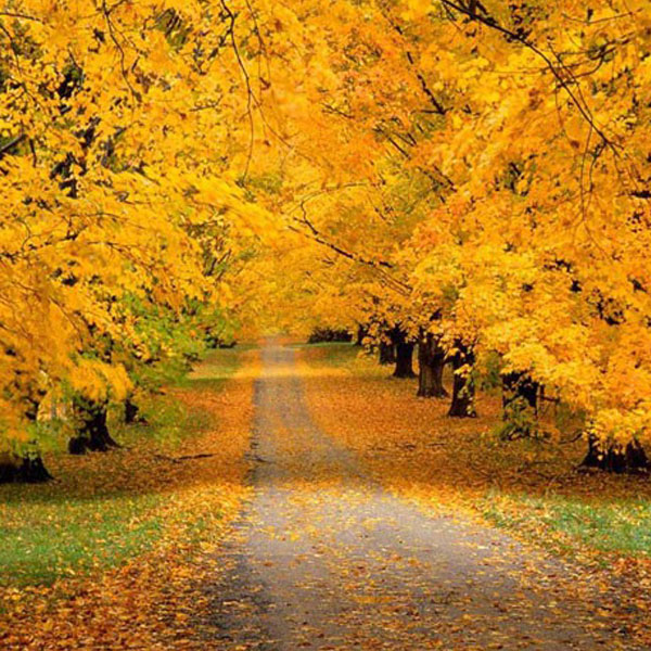 autumn-profile-photos7