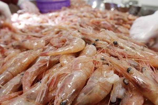 Caviar-and-shrimp-production