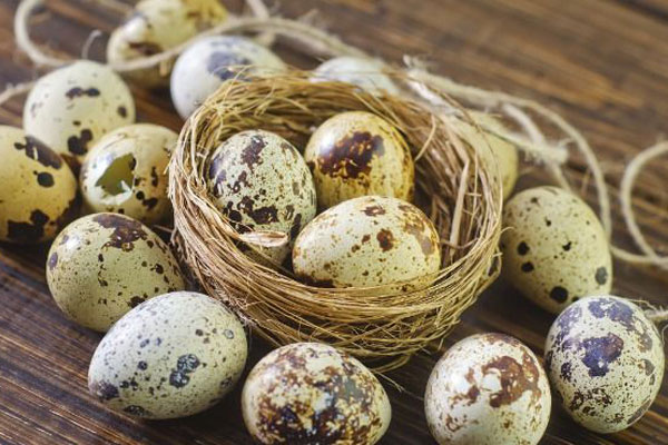 quail-eggs-properties-2