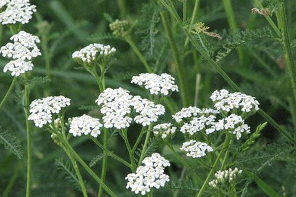 Yarrow-is-what-it-is-and-what-properties-3