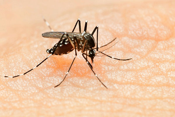 zika-virus-and-what-are-the-symptoms-1