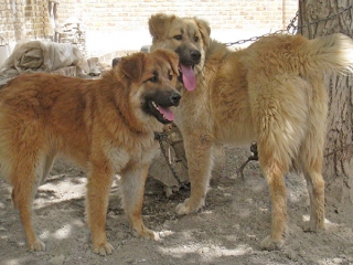 سگ سرابی، نژادی اصیل در ایران