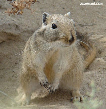 آشنایی با جربیل بزرگ
