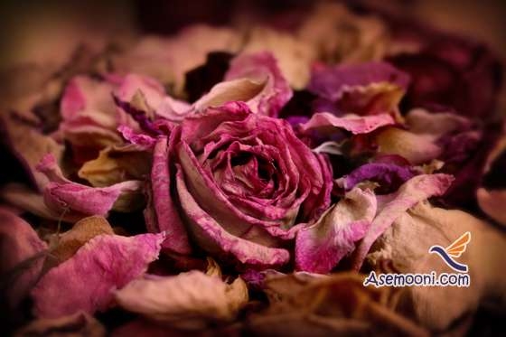 خشک کردن گل با مایکروویو