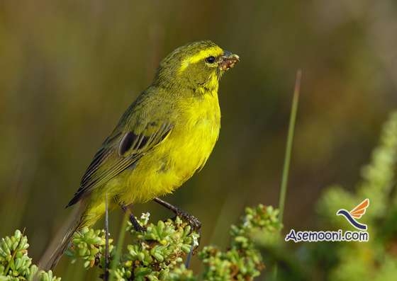 آشنایی با زندگی قناری اهلی